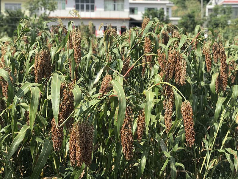 gb t19328是糧食酒嗎